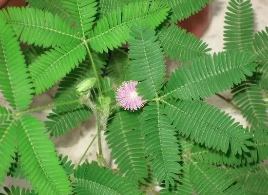 Madressilva Orgânica PE / Lonicera Japonica / Planta de Ervas de Alta Qualidade Grande Estoque de Fábrica Extrato de Madressilva