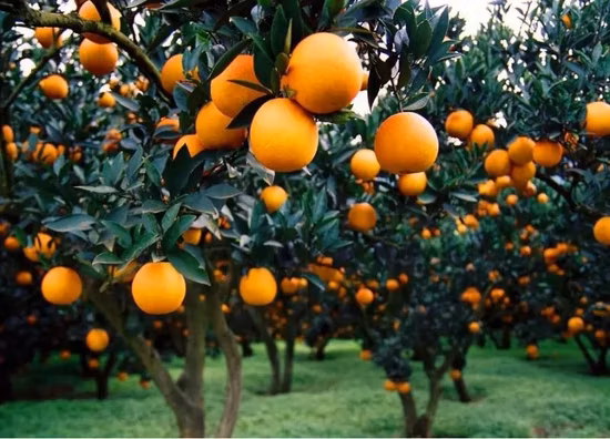 E. K Herb China Plant Extract Factory Wholesale Food Additive High Pureity Greensky Citrus Extract Hesperidin 90% 92% 95% Citrus Aurantium L. Hesperidin Extract